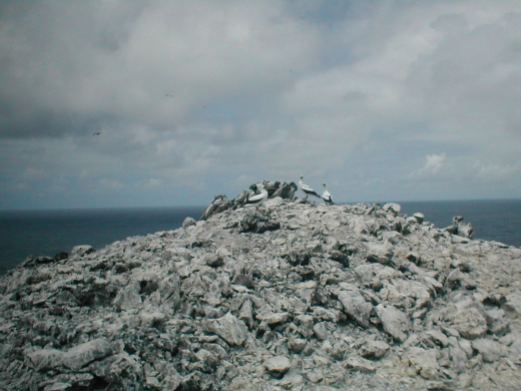 One of the larger Booby colonies