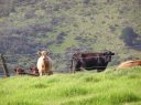 Cows in the Green Heartland