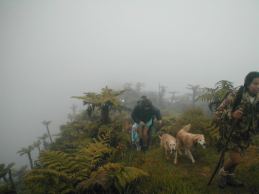 Ferns in the mist